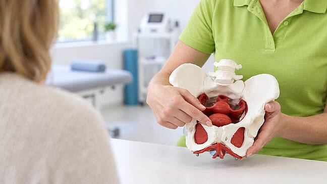 Physiotherapeutin erklärt einer Patientin am Beckenmodell die Beckenbodenmuskulatur – Beckenbodenphysiotherapie im Urologenzentrum Wien